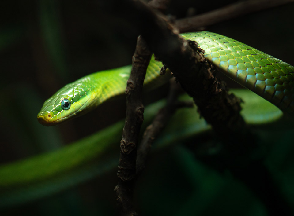Symbolbild Reptilien