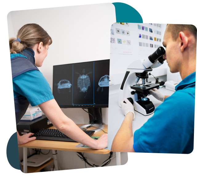 Ein Bild zeigt eine moderne Tierarztpraxis, spezialisiert auf die Diagnostik und Behandlung von Reptilien. Zu sehen sind verschiedene Diagnosemethoden wie Röntgen und  Ultraschalluntersuchungen.