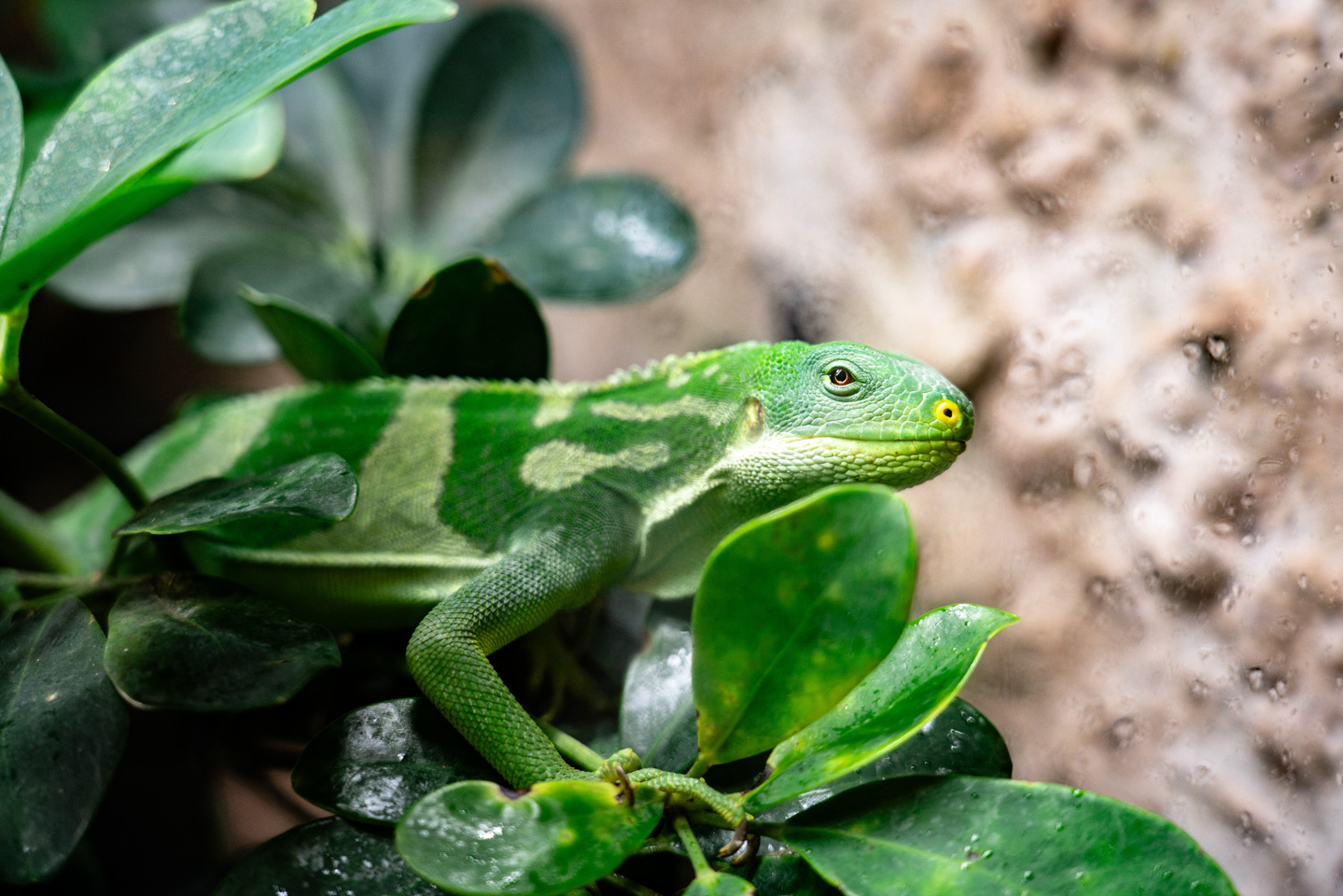 Symbolbild Reptilien