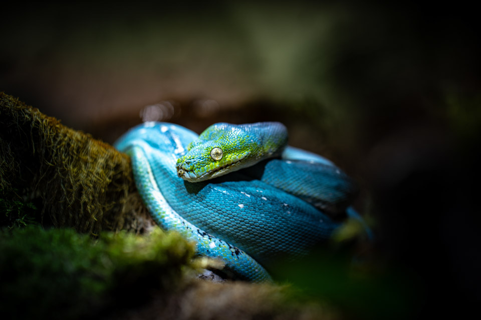 Symbolbild Reptilien