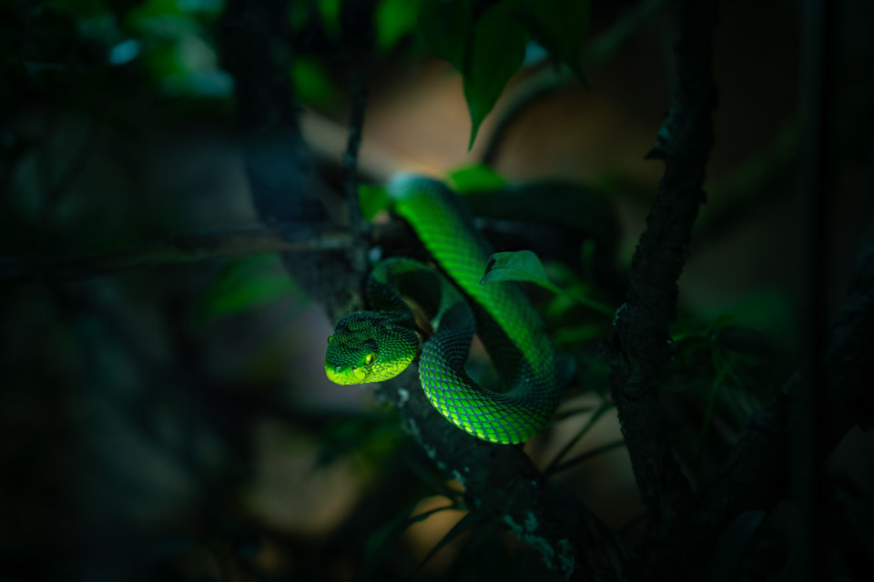 Symbolbild Reptilien